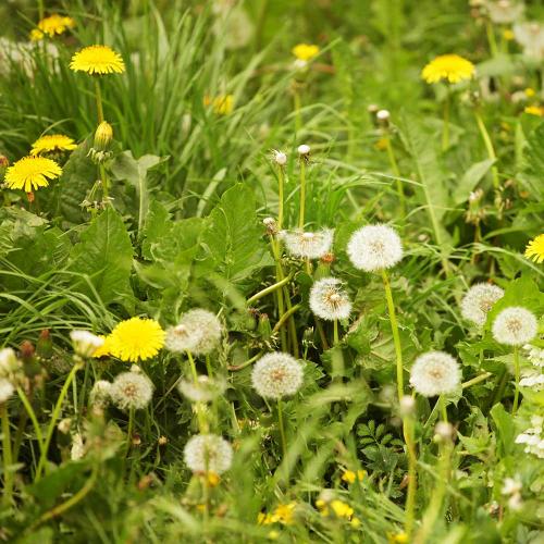 Controle des mauvaises herbes Spray Green