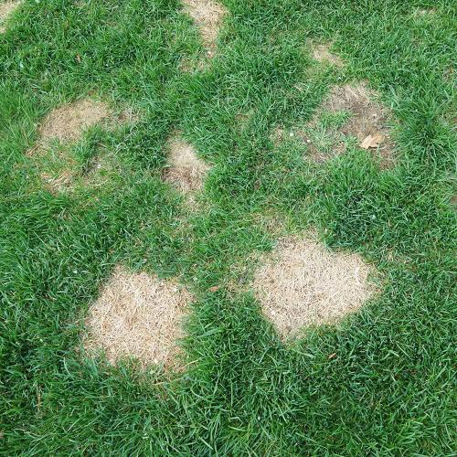 Reparation de la pelouse Spray Green