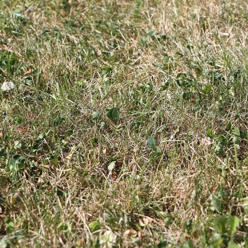 Reparation du gazon jaune et brun Spray Green