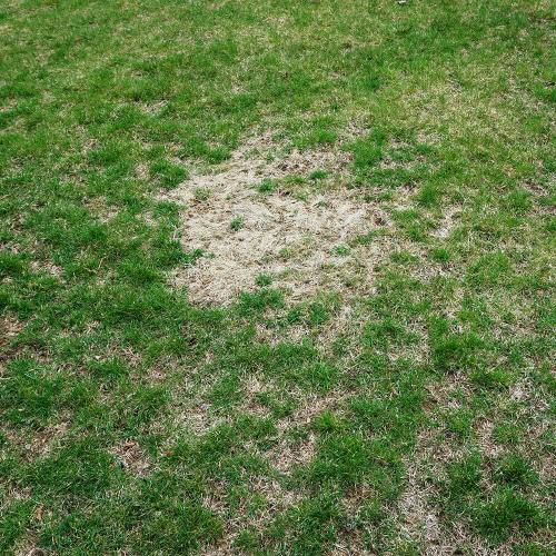 Traitement contre le gazon jaune Spray Green