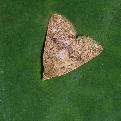 Traitement controle la pyrale des pres Spray Green